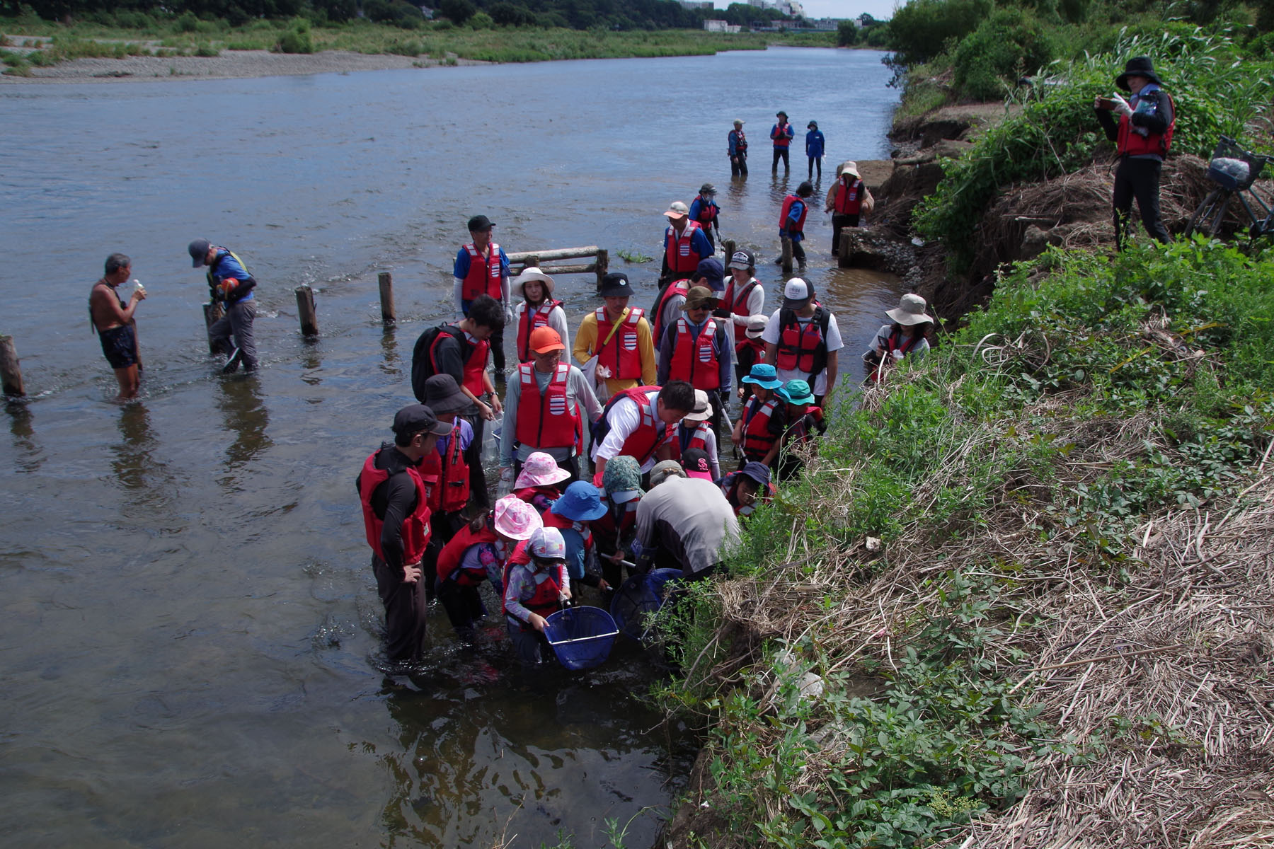 『川の生きもの観察会(ガサガサ)』