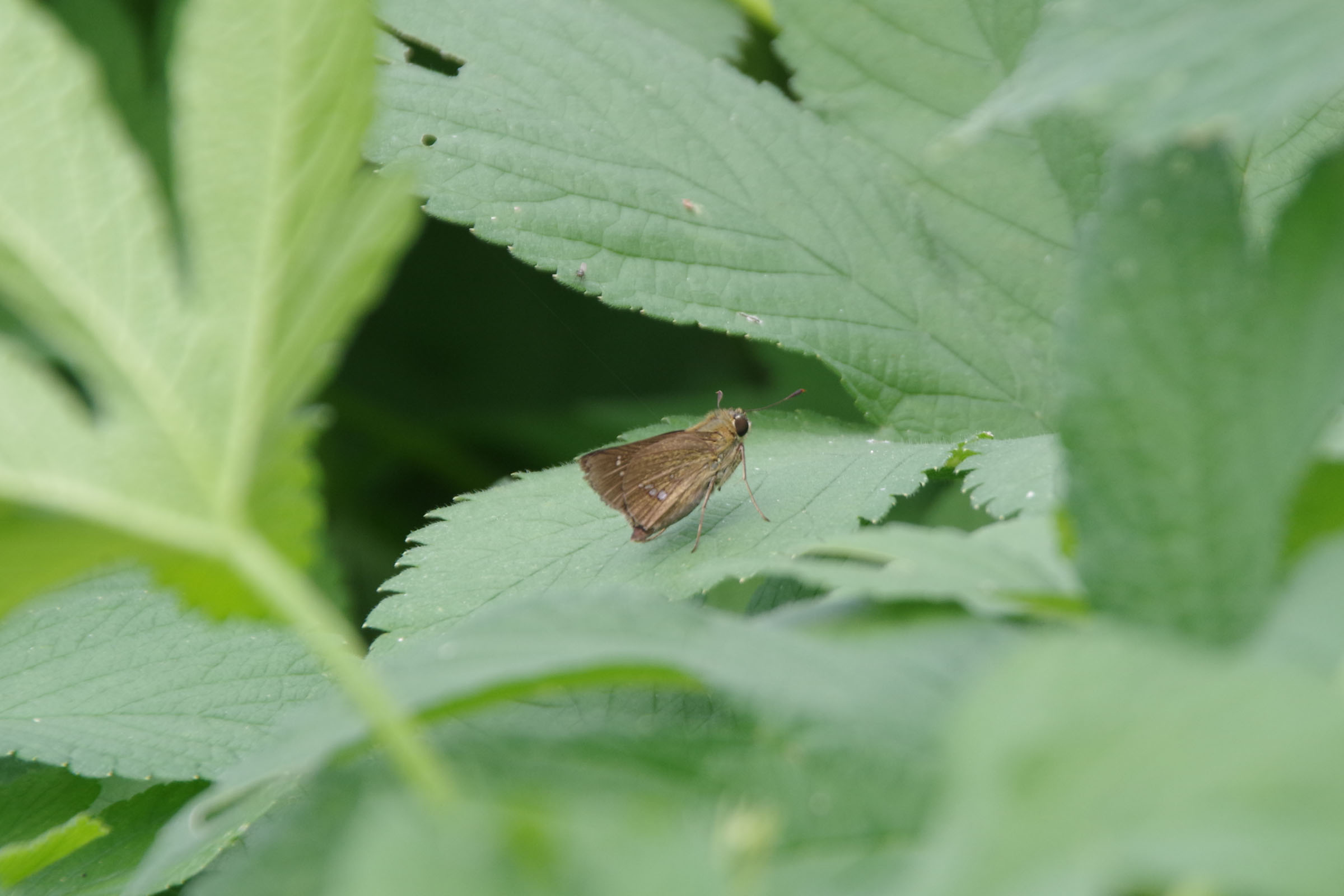 『昆虫観察会』