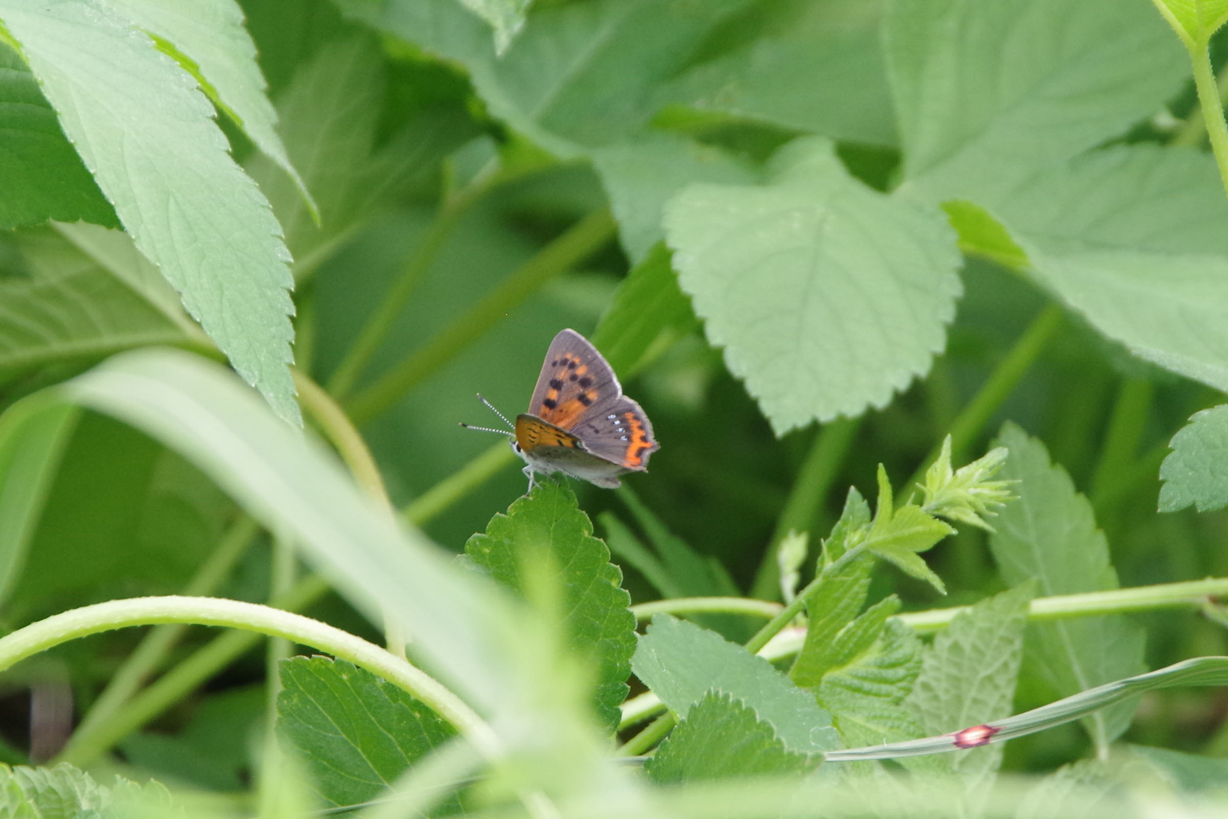 『昆虫観察会』