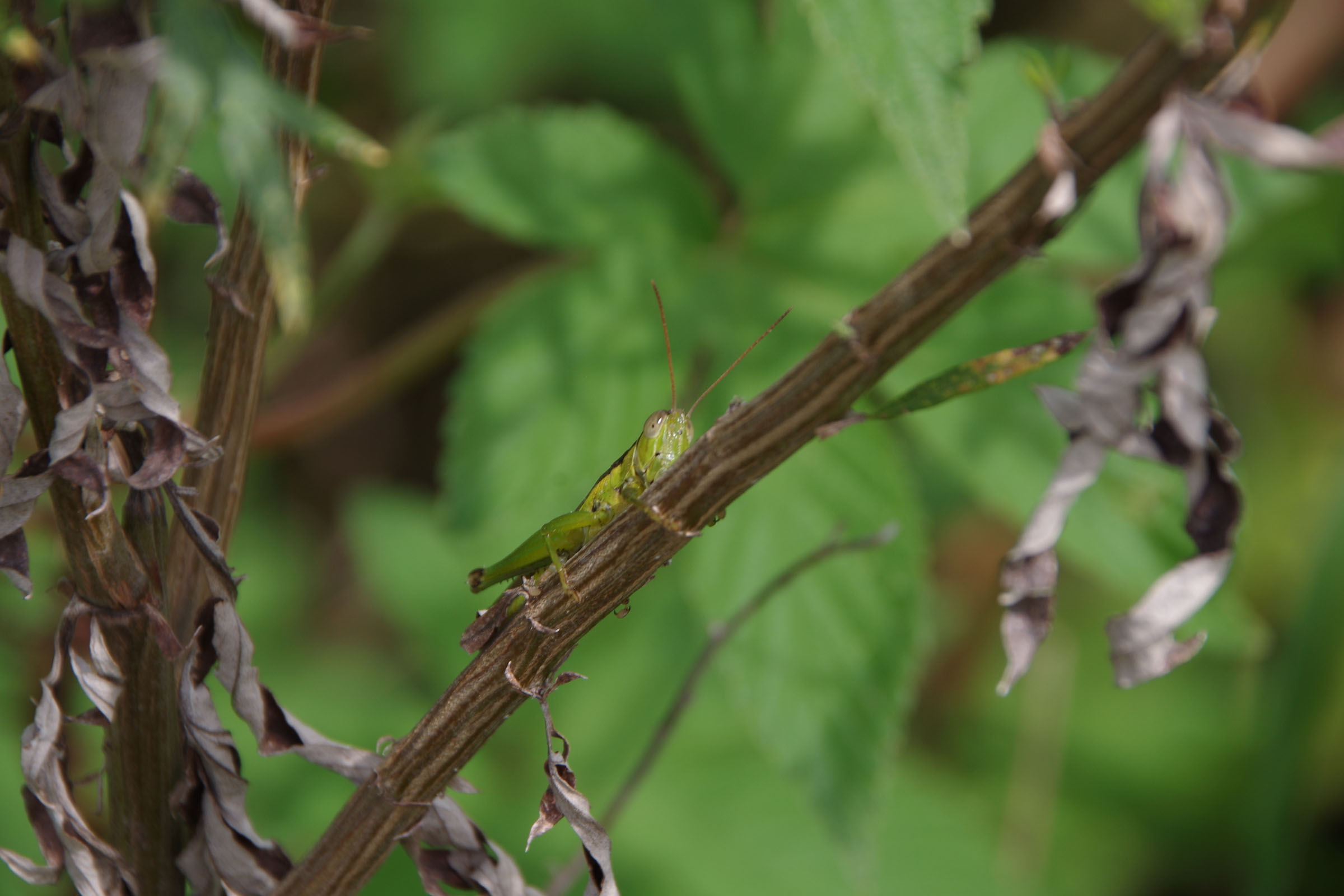 『昆虫観察会』