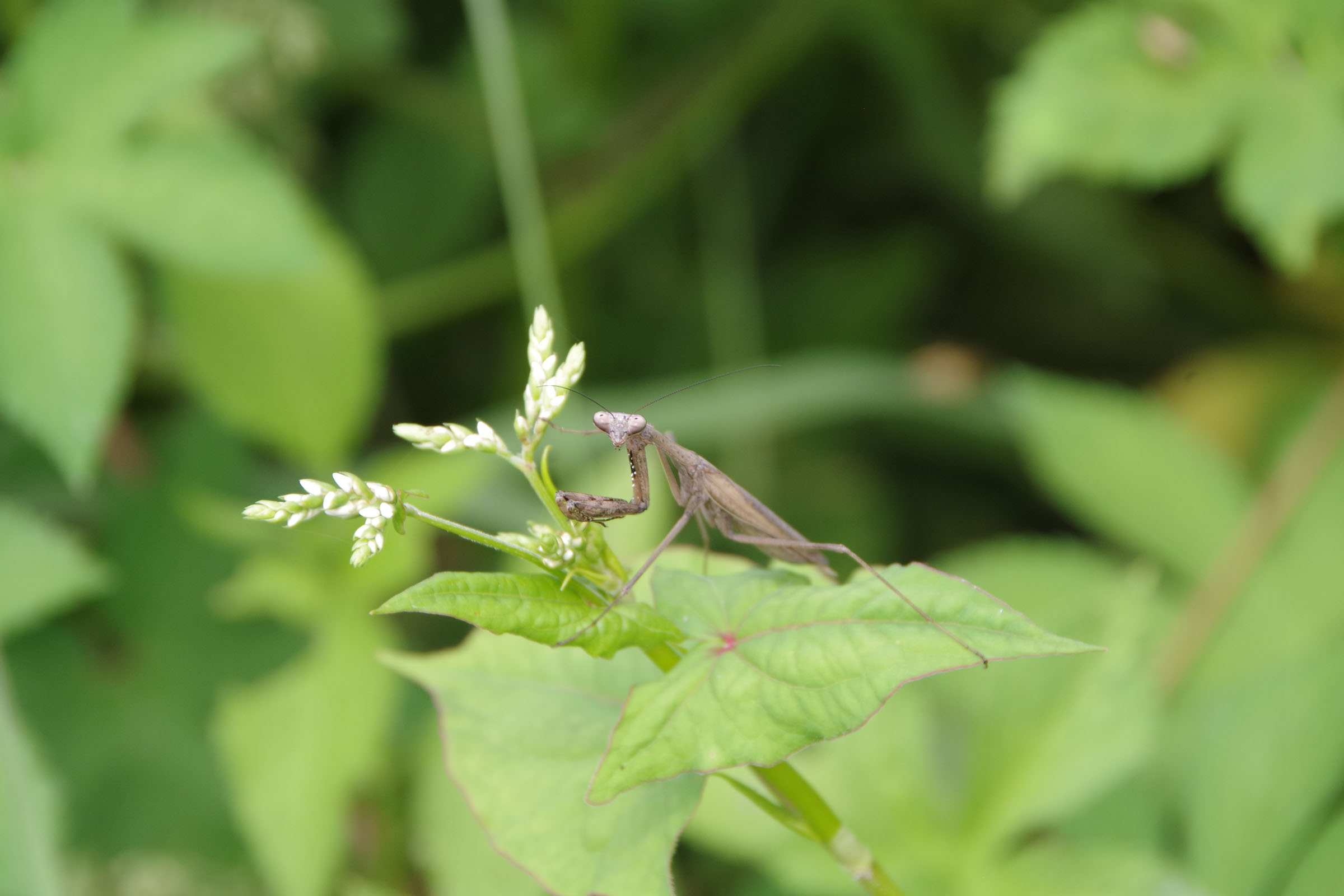 『昆虫観察会』