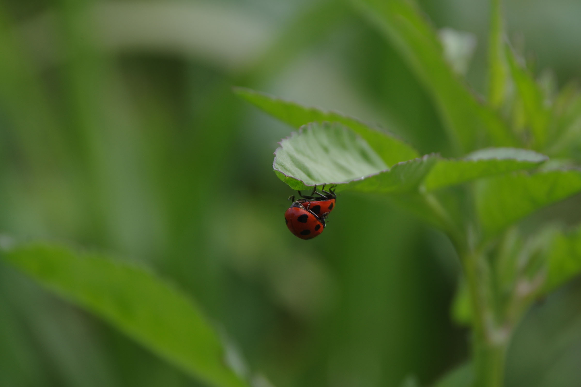 『昆虫観察会』